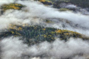 ASPEN FOREST IN THE CLOUDS